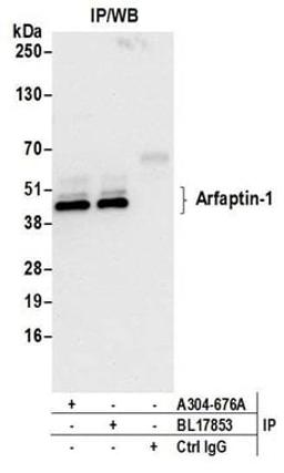 Detection of human Arfaptin-1 by western blot of immunoprecipitates.