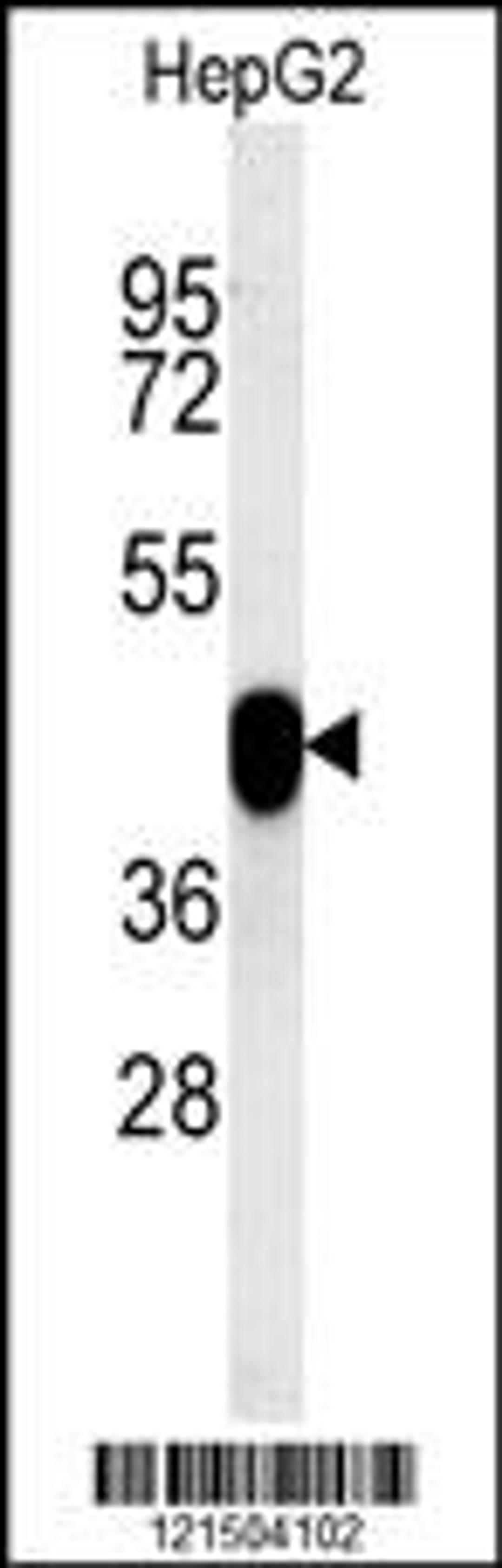 Western blot analysis in HepG2 cell line lysates (15ug/lane).This demonstrates the detected PON2 protein (arrow).