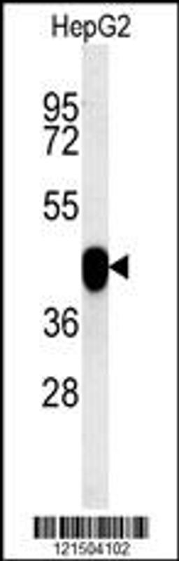 Western blot analysis in HepG2 cell line lysates (15ug/lane).This demonstrates the detected PON2 protein (arrow).