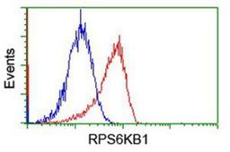 Flow Cytometry: S6K Antibody (1G4) [NBP2-00754] - Analysis of Jurkat cells, using anti-S6K antibody, (Red), compared to a nonspecific negative control antibody (Blue).