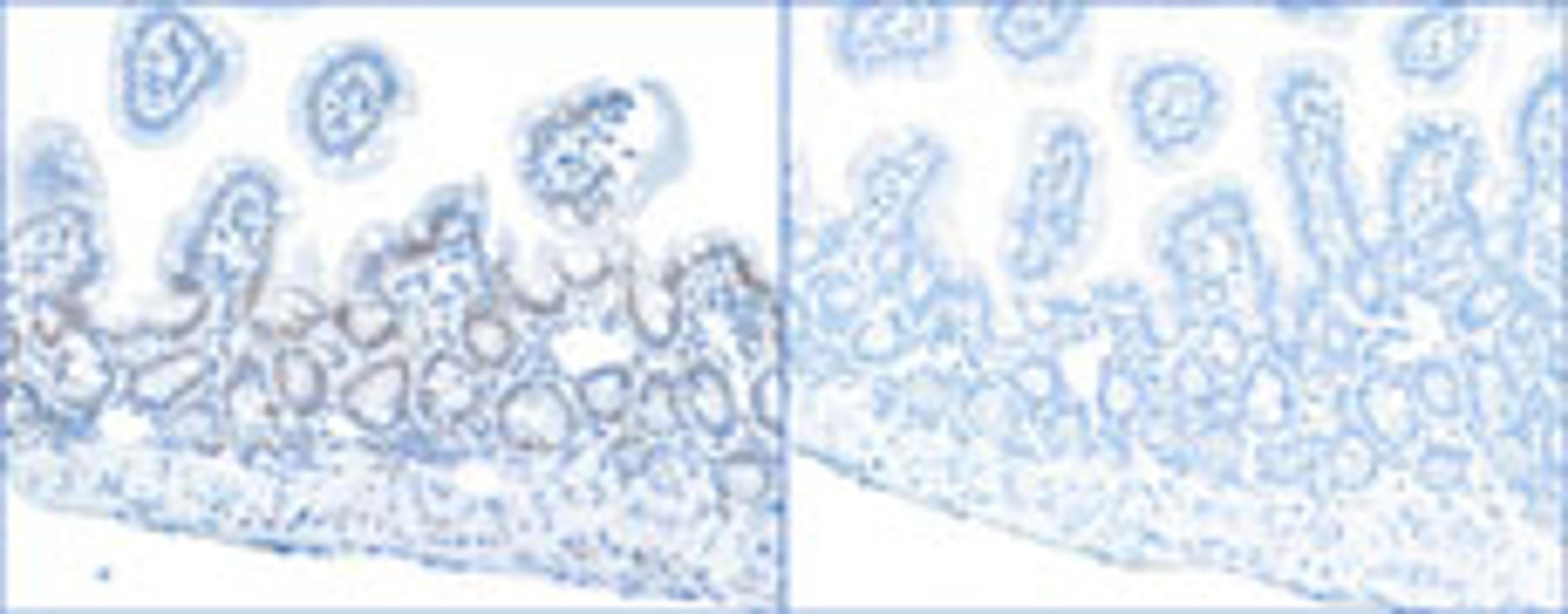 Detection of mouse Phospho RPA32 (S4/S8) by immunohistochemistry.