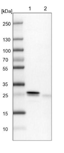 Western Blot: HN1L Antibody [NBP1-88446] - Lane 1: NIH-3T3 cell lysate (Mouse embryonic fibroblast cells)<br/>Lane 2: NBT-II cell lysate (Rat Wistar bladder tumour cells)