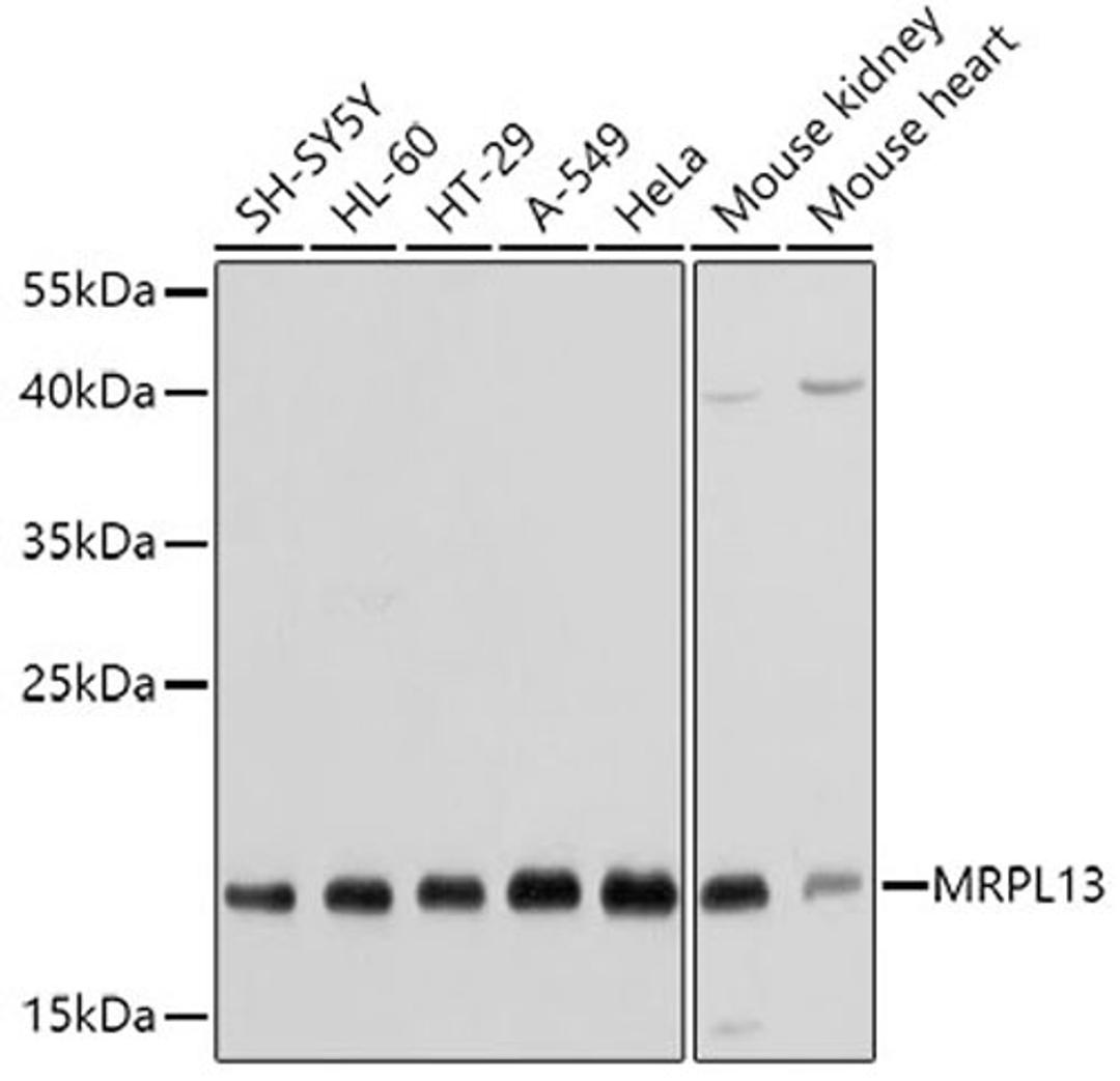 Western blot - MRPL13 antibody (A5979)