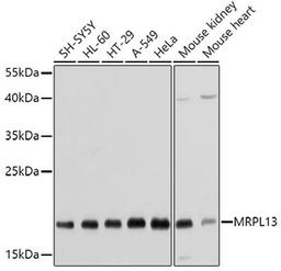 Western blot - MRPL13 antibody (A5979)