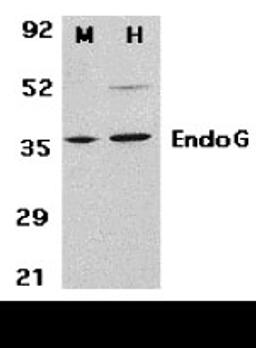 Western blot analysis of EndoG in mouse (M) 3T3 and human (H) HepG2 cell lysates with EndoG antibody at 2 μg/mL.