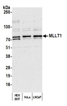 Detection of human MLLT1 by western blot.