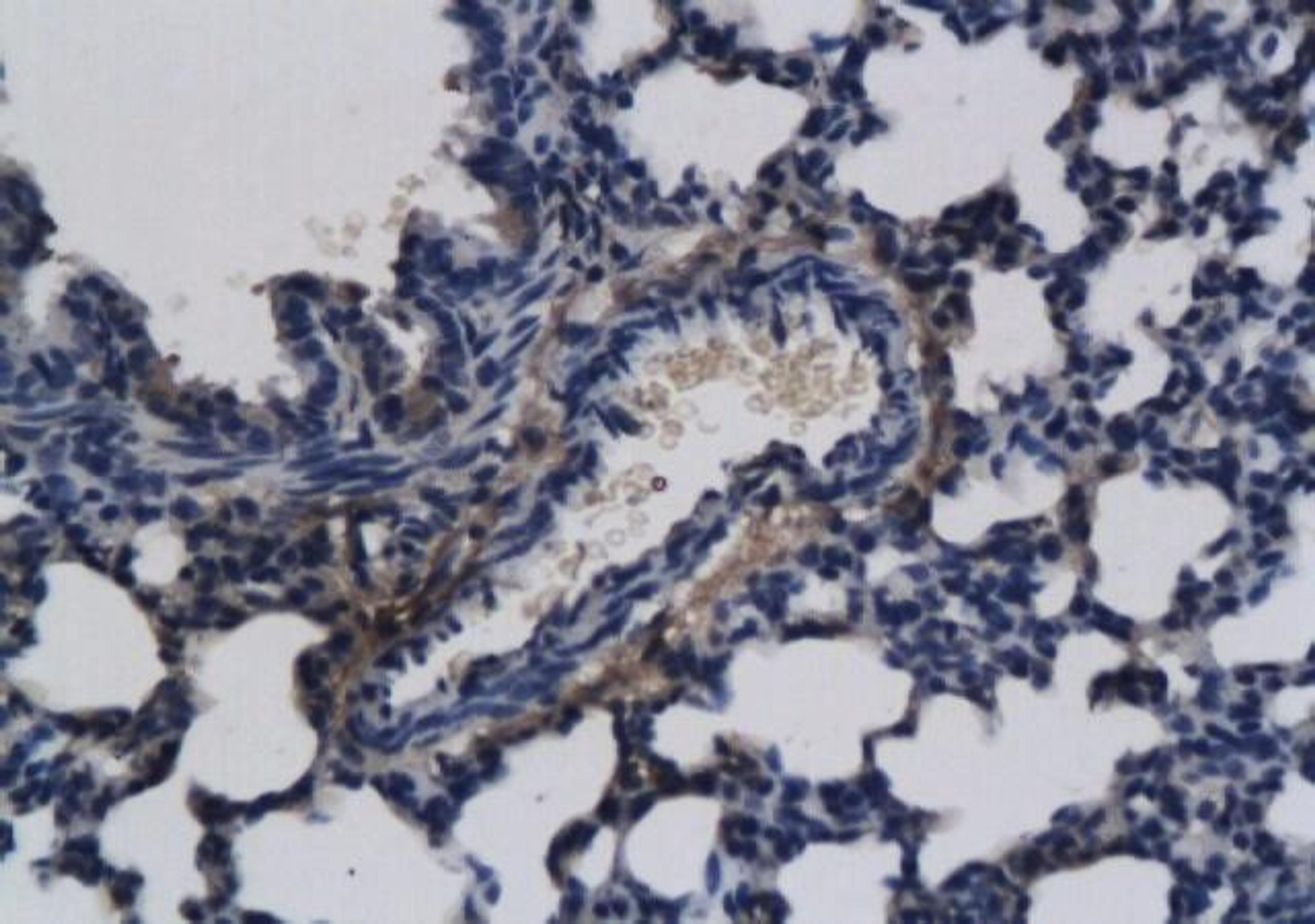 Immunohistochemical staining of paraffin embedded rat lung tissue using FGF8 antibody