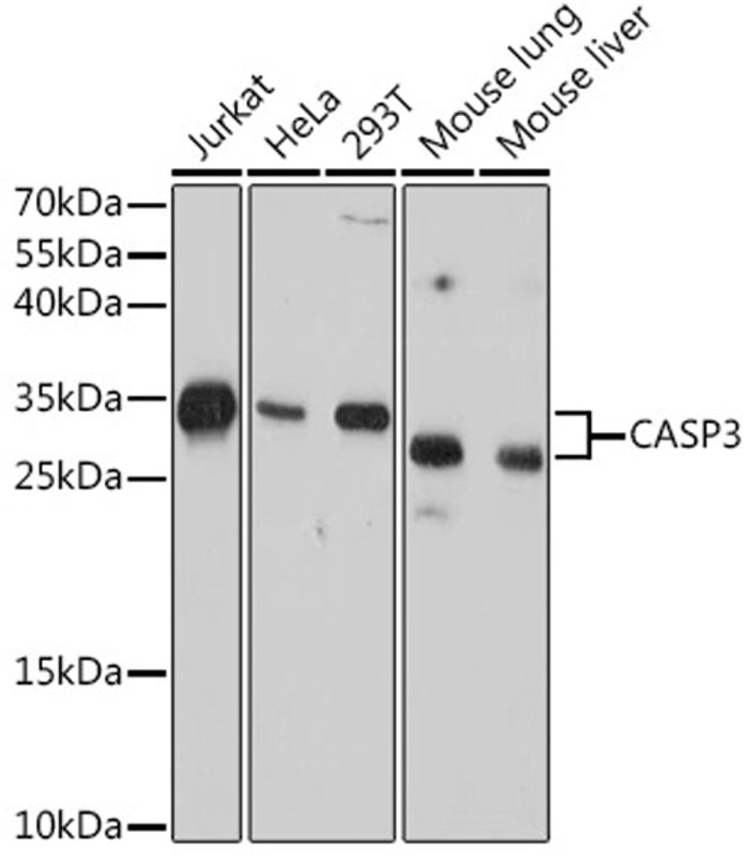 Western blot - Caspase-3 antibody (A17900)