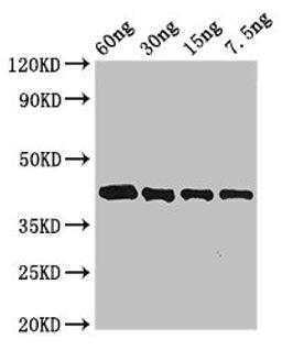 Western Blot. Positive WB detected in Recombinant protein. All lanes: Arginine esterase antibody at 3µg/ml. Secondary. Goat polyclonal to rabbit IgG at 1/50000 dilution. predicted band size: 42 kDa. observed band size: 42 kDa