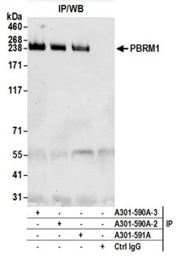 Detection of human PBRM1 by western blot of immunoprecipitates.