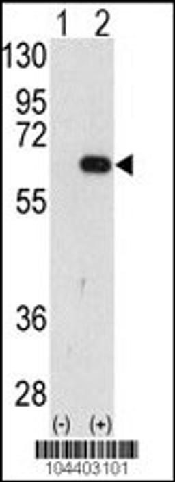 Western blot analysis of AMFR using AMFR Antibody using 293 cell lysates (2 ug/lane) either nontransfected (Lane 1) or transiently transfected with the AMFR gene (Lane 2).