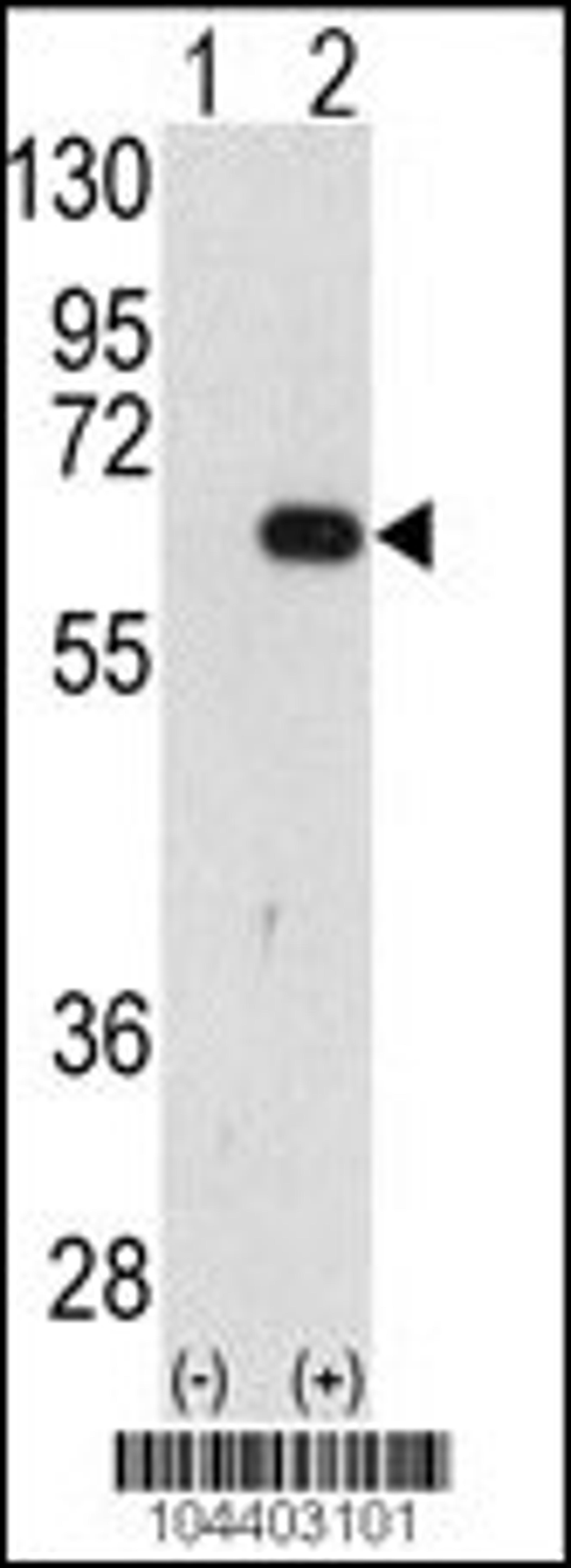 Western blot analysis of AMFR using AMFR Antibody using 293 cell lysates (2 ug/lane) either nontransfected (Lane 1) or transiently transfected with the AMFR gene (Lane 2).