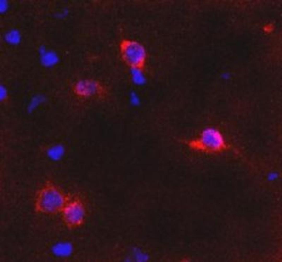 Immunocytochemistry/Immunofluorescence: metabotropic Glutamate Receptor 6 Antibody [NB300-189] - Detection of metabotropic Glutamate Receptor 6 in trapezoid body in mouse brain using NB300-189 and anti-rabbit Cy3 conjugated secondary antibodies (red color). DAPI was used to counterstain cell nuclei.