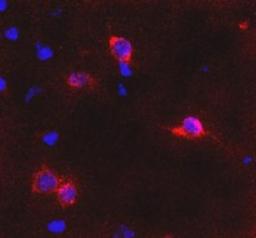 Immunocytochemistry/Immunofluorescence: metabotropic Glutamate Receptor 6 Antibody [NB300-189] - Detection of metabotropic Glutamate Receptor 6 in trapezoid body in mouse brain using NB300-189 and anti-rabbit Cy3 conjugated secondary antibodies (red color). DAPI was used to counterstain cell nuclei.