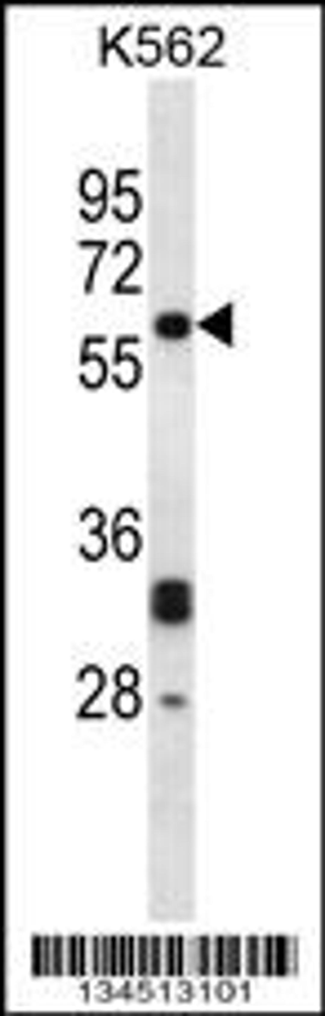 Western blot analysis in K562 cell line lysates (35ug/lane).