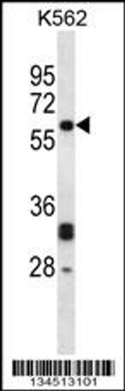 Western blot analysis in K562 cell line lysates (35ug/lane).