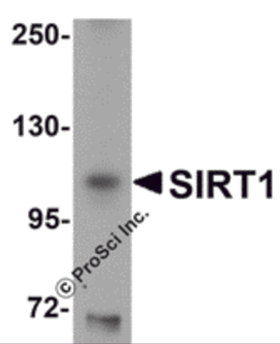 Western blot analysis of SIRT1 in mouse liver tissue lysate with SIRT1 antibody at 1 μg/mL.
