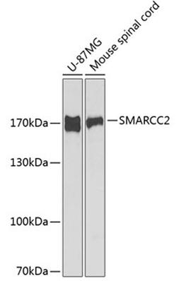 Western blot - SMARCC2 antibody (A1967)