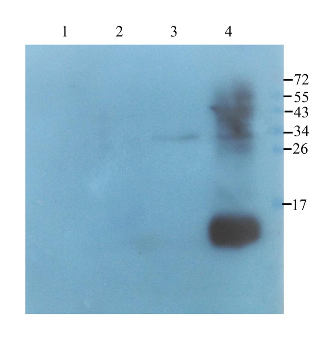 WB analysis of rat colon (lane 1), mouse stomach (lane 2), mouse liver (lane 3), mouse spleen (lane 4) using Neutrophil Elastase antibody (1 ug/ml)