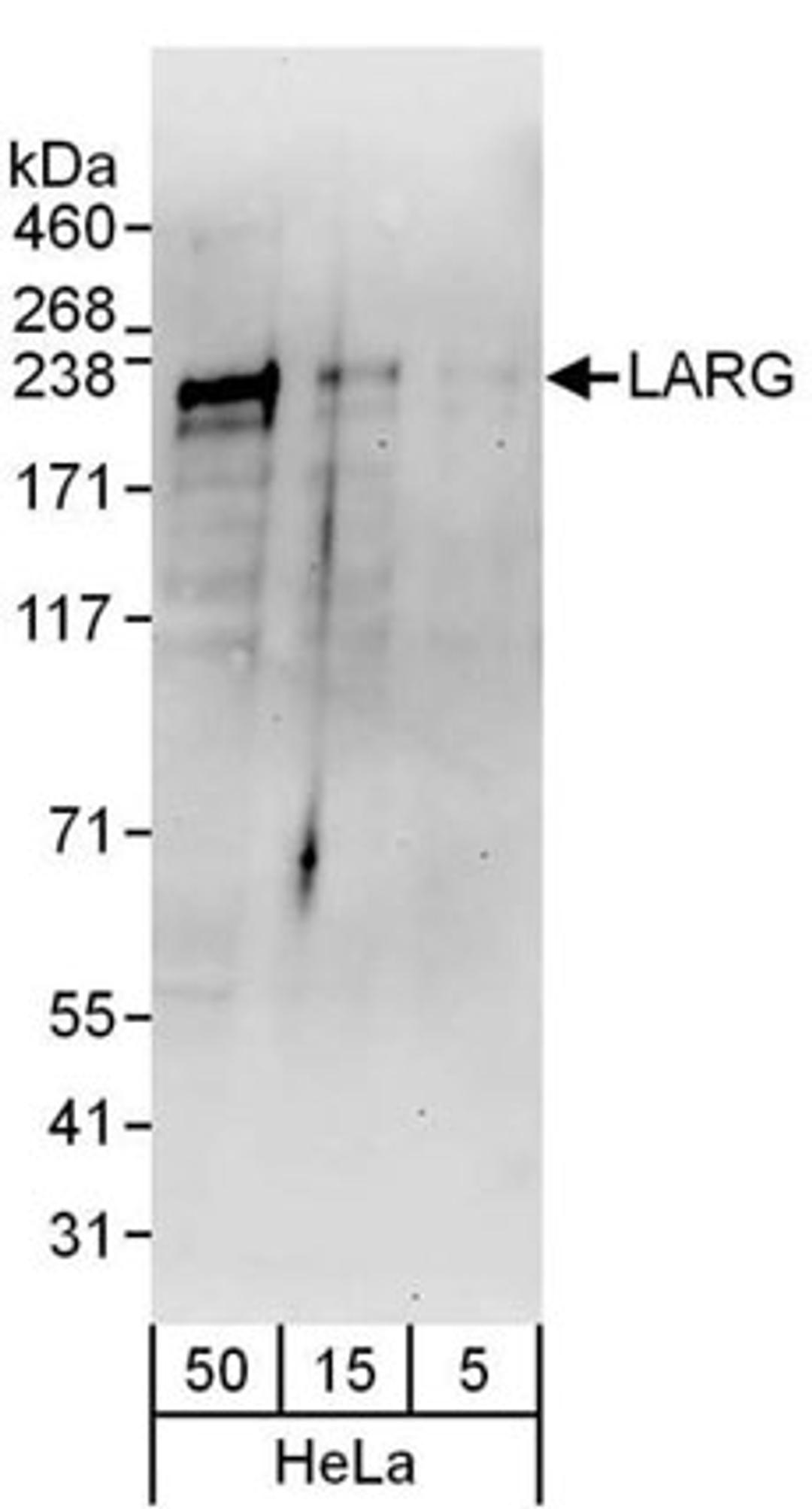 Detection of human LARG by western blot.