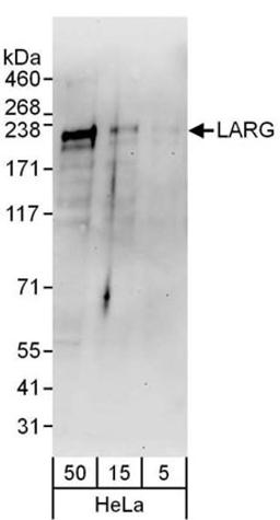 Detection of human LARG by western blot.