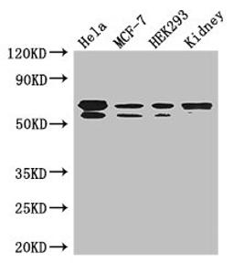 Western Blot. Positive WB detected in: Hela whole cell lysate, MCF-7 whole cell lysate, HEK293 whole cell lysate, Mouse kidney tissue. All lanes: RBPJ antibody at 3.5ug/ml. Secondary. Goat polyclonal to rabbit IgG at 1/50000 dilution. Predicted band size: 56, 48, 46, 55, 52 kDa. Observed band size: 56, 55 kDa. 