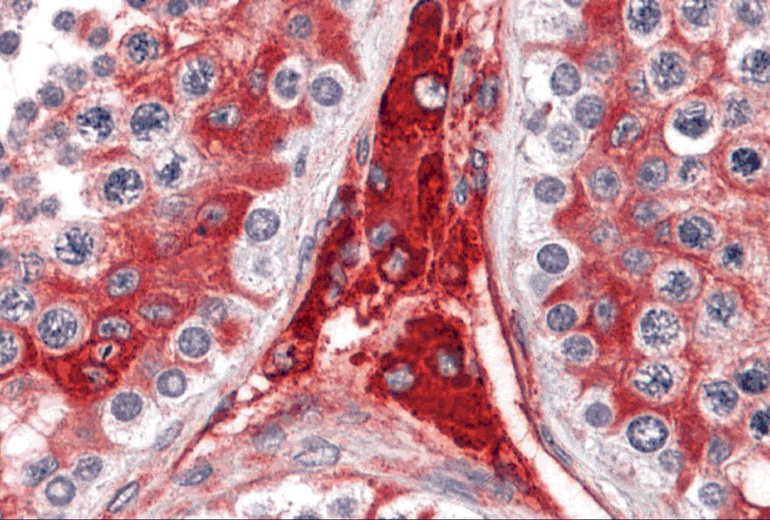 Immunohistochemistry of WDR35 in human testis tissue with WDR35 antibody at 5 μg/mL.