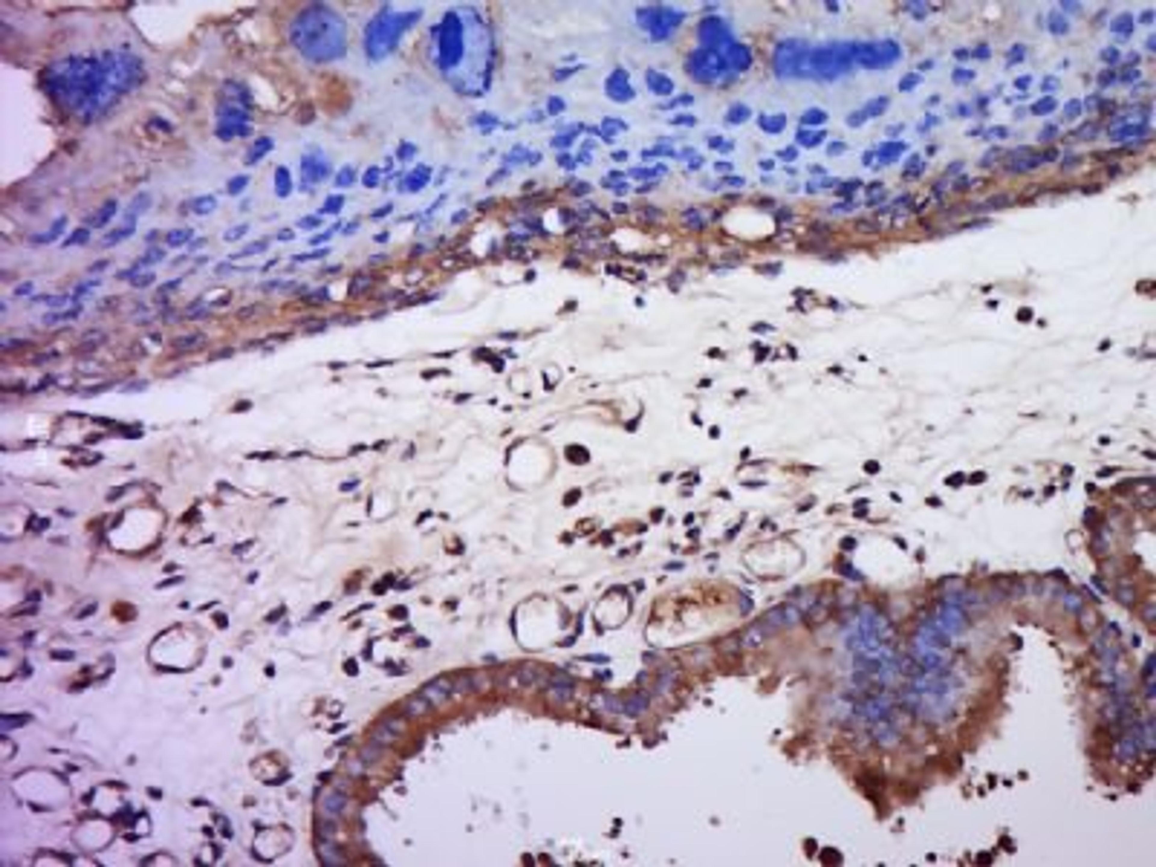 Immunohistochemical staining of mouse placenta tissue using ZP2 antibody.