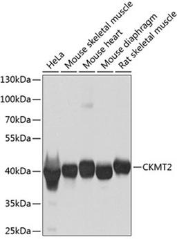 Western blot - CKMT2 antibody (A8088)