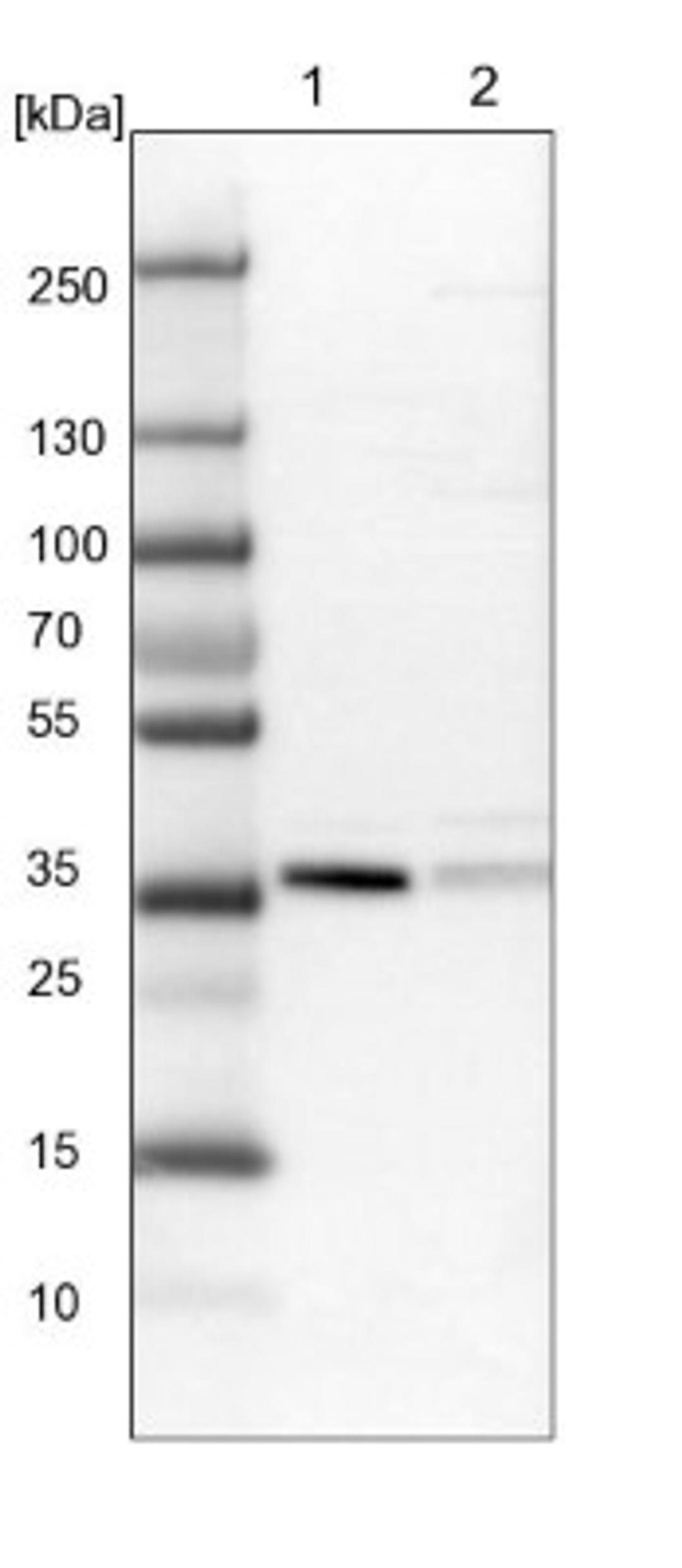 Western Blot: NDE1 Antibody [NBP1-83671] - Lane 1: NIH-3T3 cell lysate (Mouse embryonic fibroblast cells)<br/>Lane 2: NBT-II cell lysate (Rat Wistar bladder tumour cells)