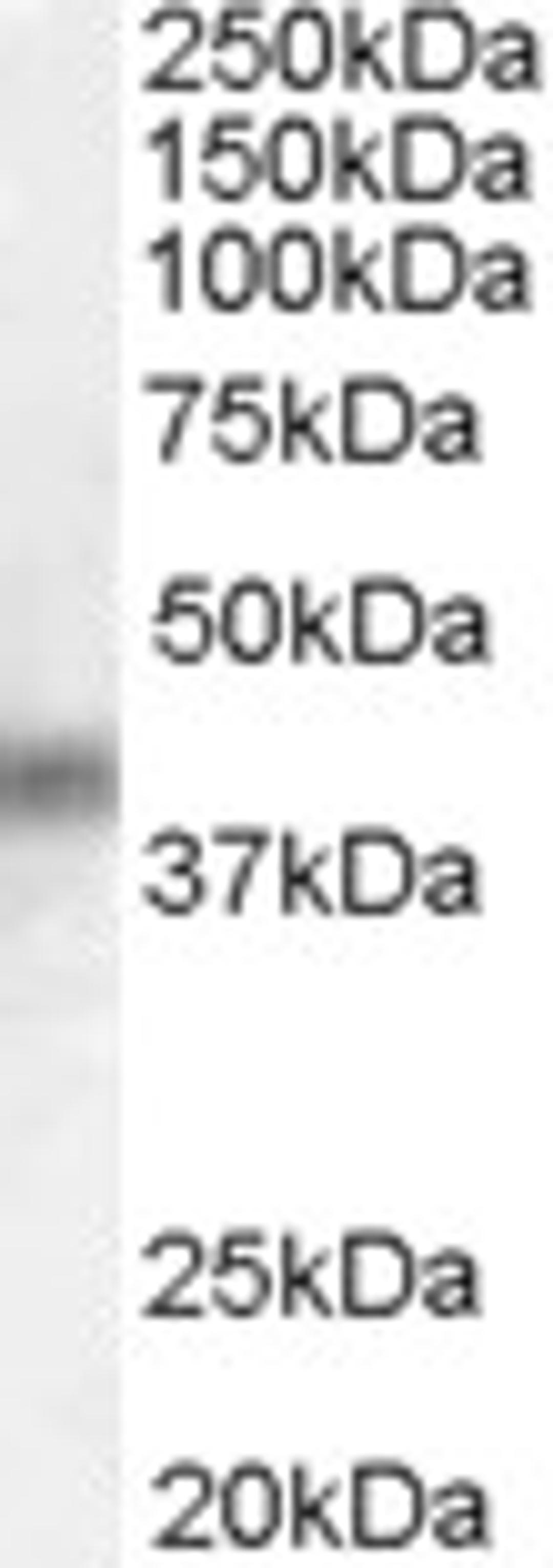 45-503 (0.3ug/ml) staining of HeLa lysate (35ug protein in RIPA buffer). Detected by chemiluminescence.