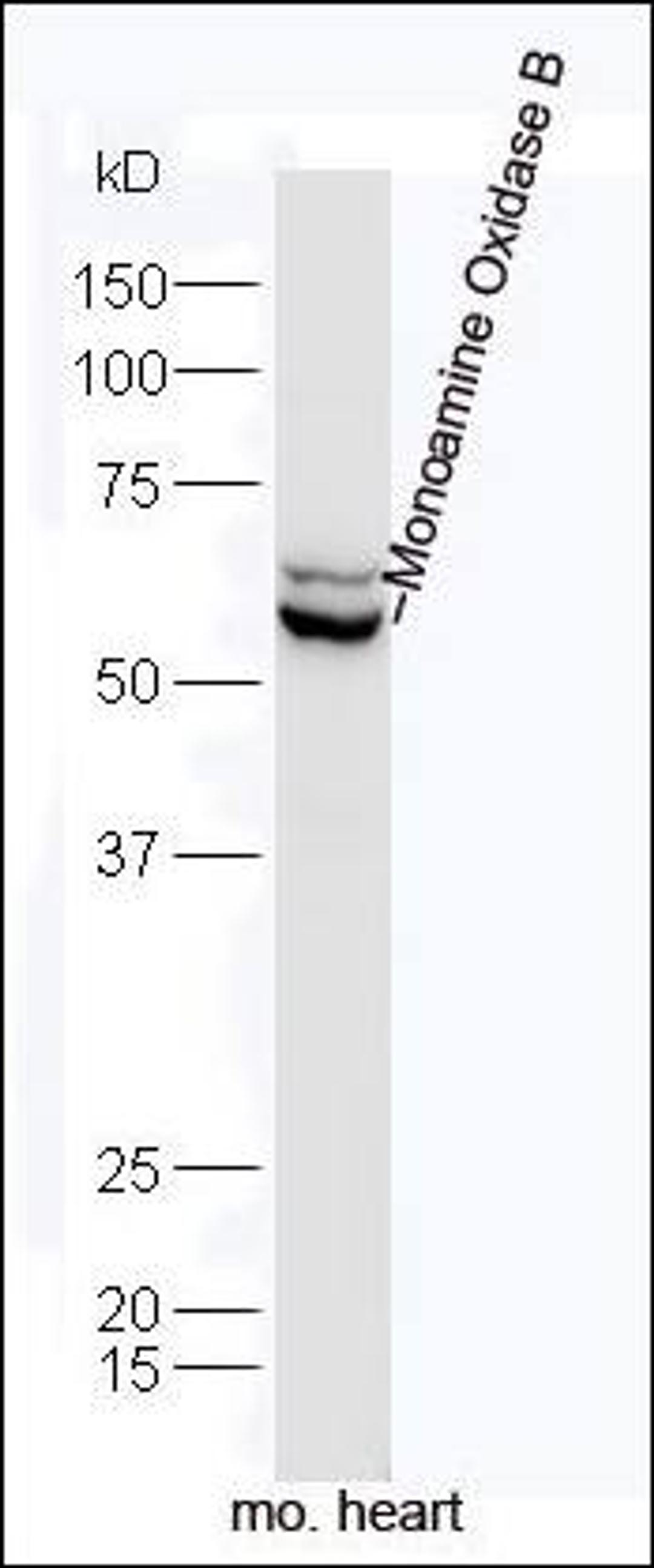 Western blot analysis of mouse heart Cell lysate using MAOB antibody.