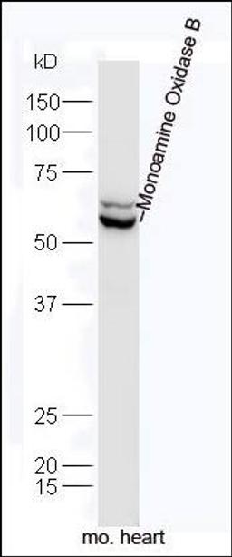 Western blot analysis of mouse heart Cell lysate using MAOB antibody.