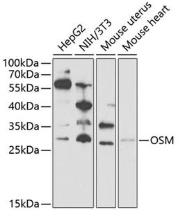 Western blot - OSM Antibody (A6163)