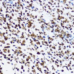 Immunohistochemistry  - Acetyl-Histone H4-K12 antibody (A14227)