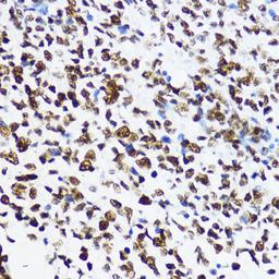 Immunohistochemistry - Acetyl-Histone H4-K12 antibody (A14227)