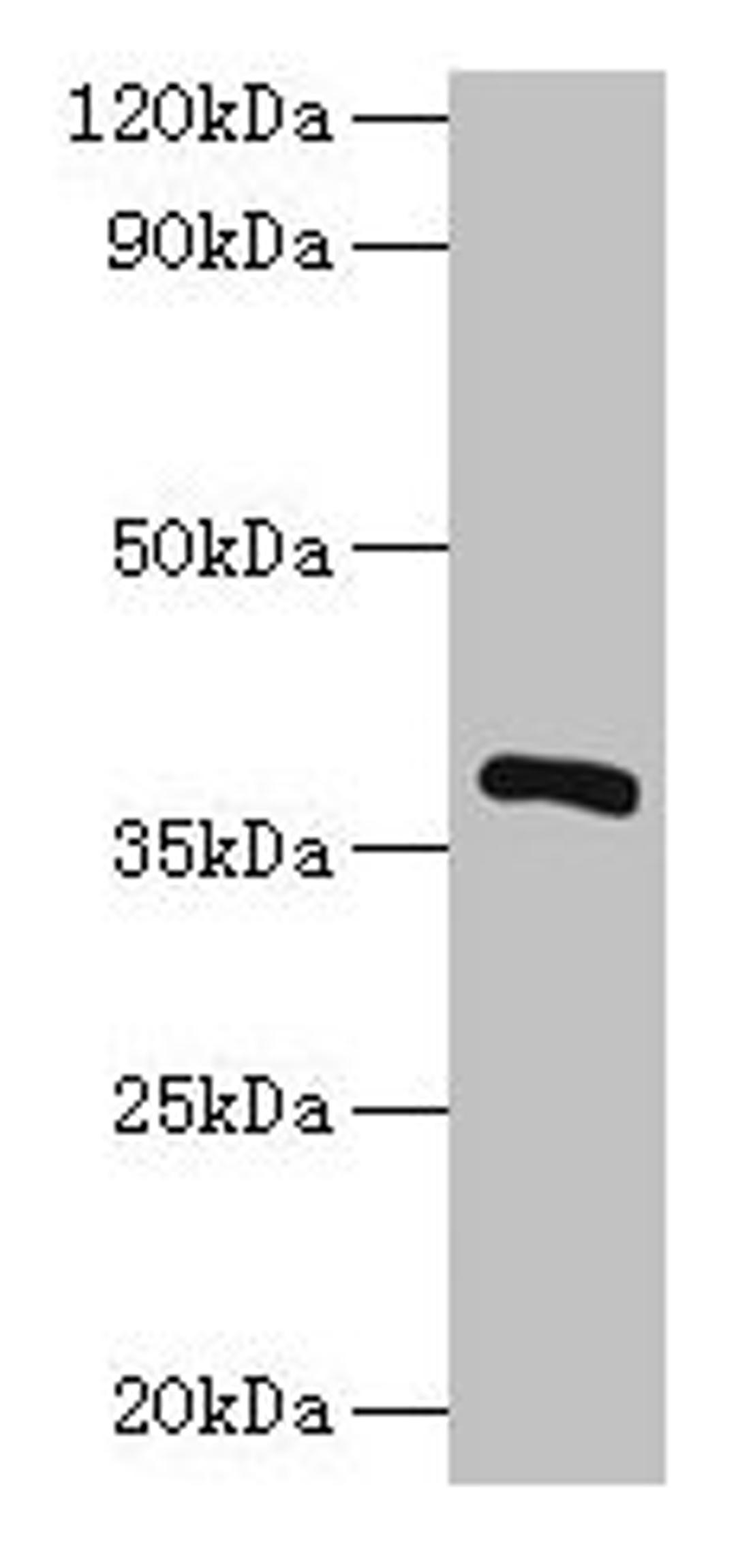 Western blot. All lanes: iolG antibody at 2µg/ml + Recombinant Inositol 2-dehydrogenase/D-chiro-inositol 3-dehydrogenase protein 0.1µg. Secondary. Goat polyclonal to rabbit IgG at 1/10000 dilution. Predicted band size: 39 kDa. Observed band size: 39 kDa