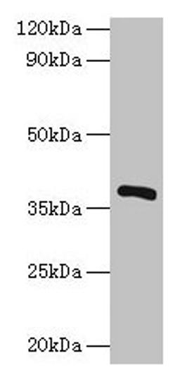 Western blot. All lanes: iolG antibody at 2µg/ml + Recombinant Inositol 2-dehydrogenase/D-chiro-inositol 3-dehydrogenase protein 0.1µg. Secondary. Goat polyclonal to rabbit IgG at 1/10000 dilution. Predicted band size: 39 kDa. Observed band size: 39 kDa