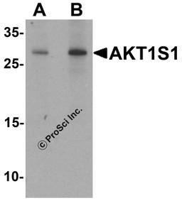 Western blot analysis of AKT1S1 in human brain tissue lysate with AKT1S1 antibody at (A) 1 and (B) 2 μg/mL.