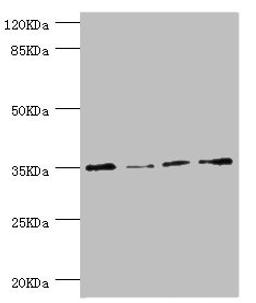 Western blot. All lanes: NAPG antibody at 1.1µg/ml. Lane 1: HepG2 whole cell lysate. Lane 2: Hela whole cell lysate. Lane 3: U251 whole cell lysate. Lane 4: K562 whole cell lysate. Secondary. Goat polyclonal to rabbit IgG at 1/10000 dilution. Predicted band size: 35, 26 kDa. Observed band size: 35 kDa