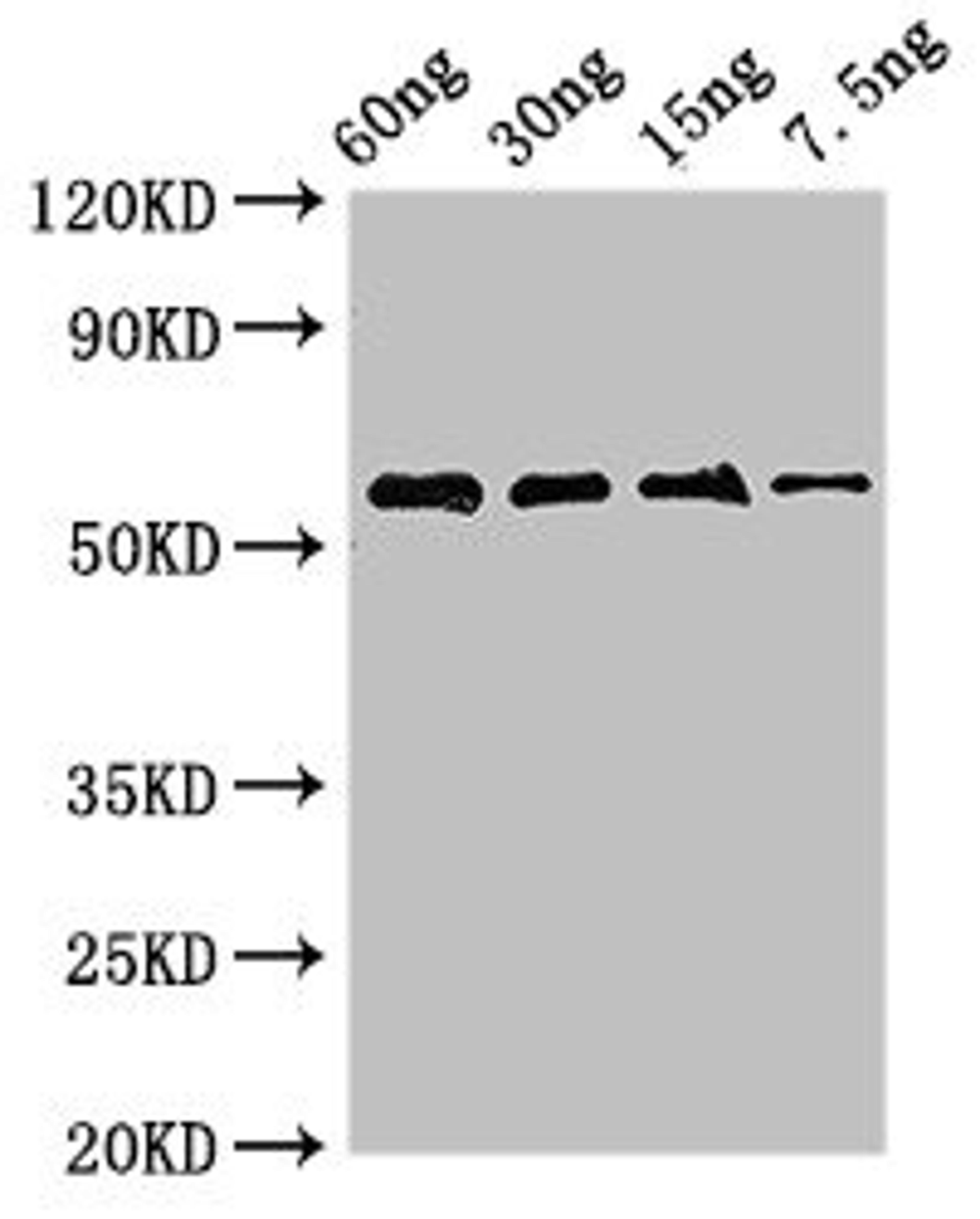 Western Blot. Positive WB detected in Recombinant protein. All lanes: AK antibody at 2.8µg/ml. Secondary. Goat polyclonal to rabbit IgG at 1/50000 dilution. Predicted band size: 55 kDa. Observed band size: 55 kDa