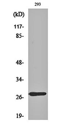 Western blot analysis of 293 cell lysates using MRP-L16 antibody