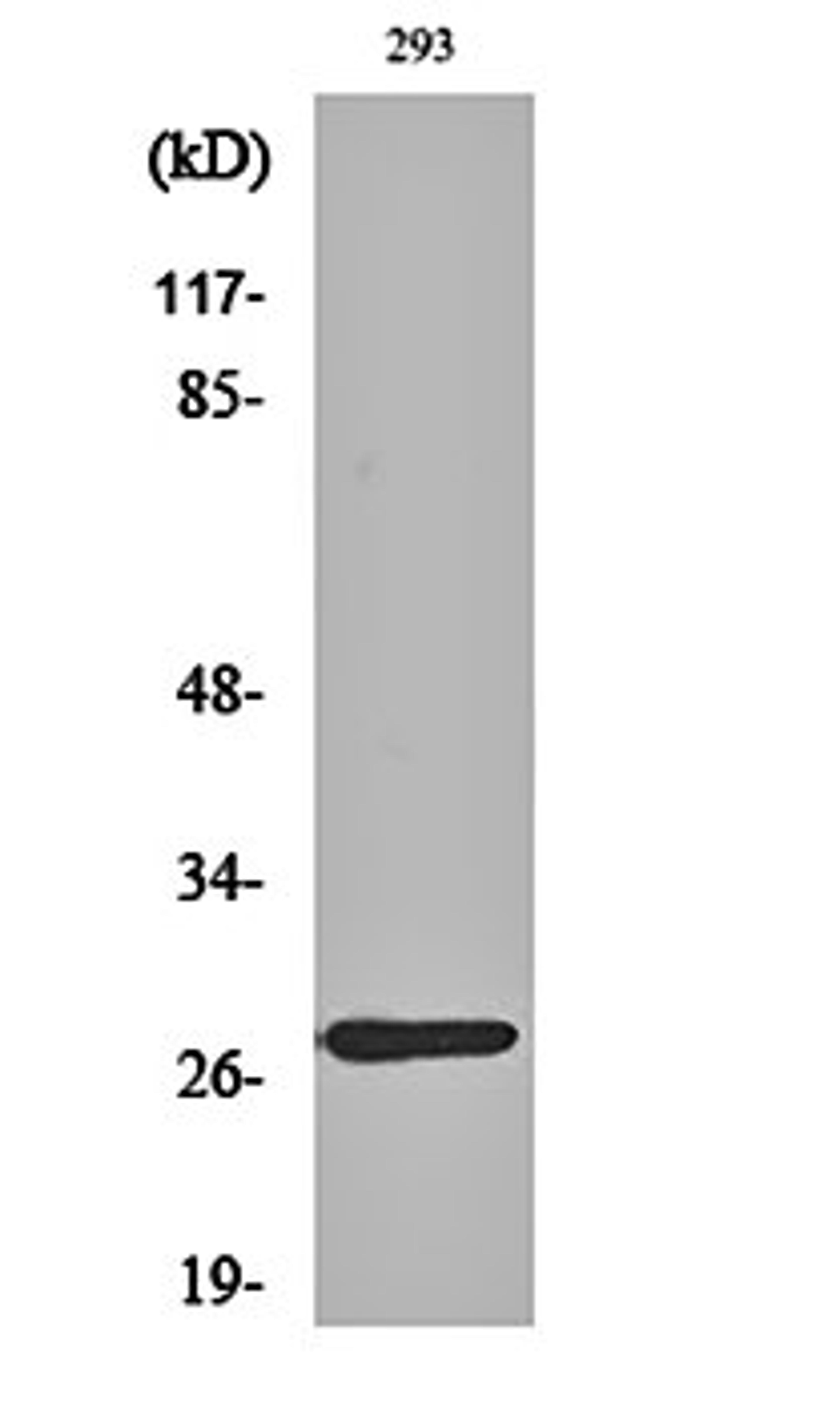 Western blot analysis of 293 cell lysates using MRP-L16 antibody