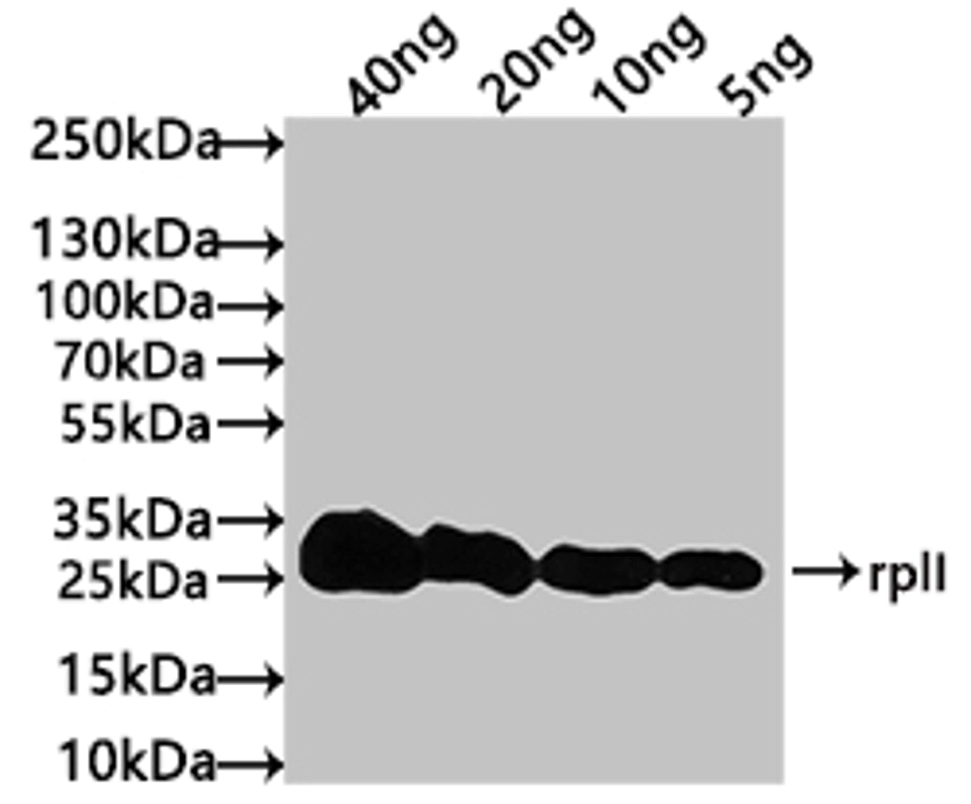 Western Blot. Positive WB detected in: recombinant protein. All lanes: rplI Antibody at 1:1000. Secondary. Goat polyclonal to rabbit IgG at 1/50000 dilution. Predicted band size: 23 kDa. Observed band size: 27 kDa. 