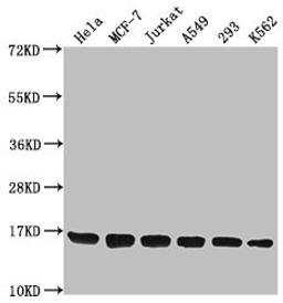 Western Blot. Positive WB detected in: Hela whole cell lysate, MCF-7 whole cell lysate, Jurkat whole cell lysate, A549 whole cell lysate, 293 whole cell lysate, K562 whole cell lysate. All lanes: H3F3A antibody at 1:1000. Secondary. Goat polyclonal to rabbit IgG at 1/40000 dilution. Predicted band size: 16 kDa. Observed band size: 16 kDa
