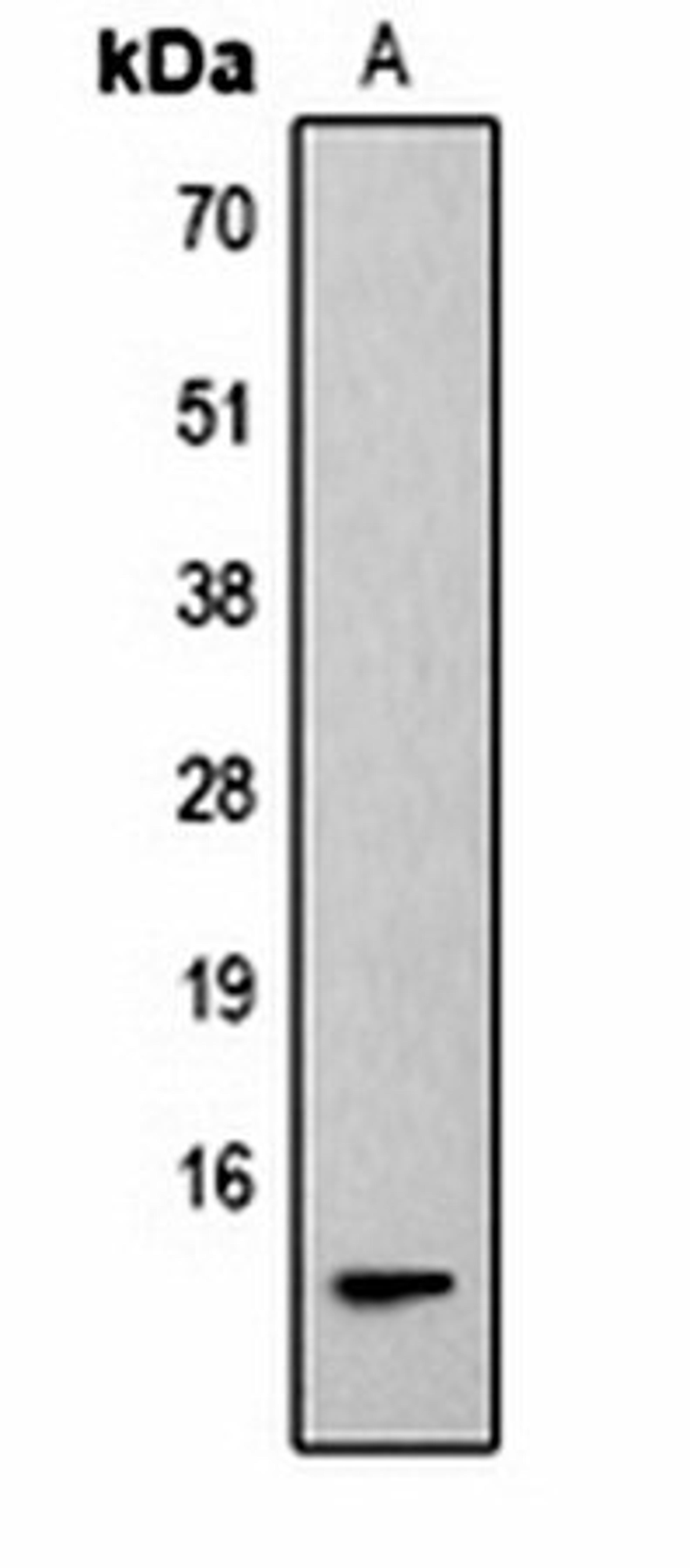 Western blot analysis of Hela (Lane1) whole cell lysates using Histone H2B (Phospho-S14) antibody