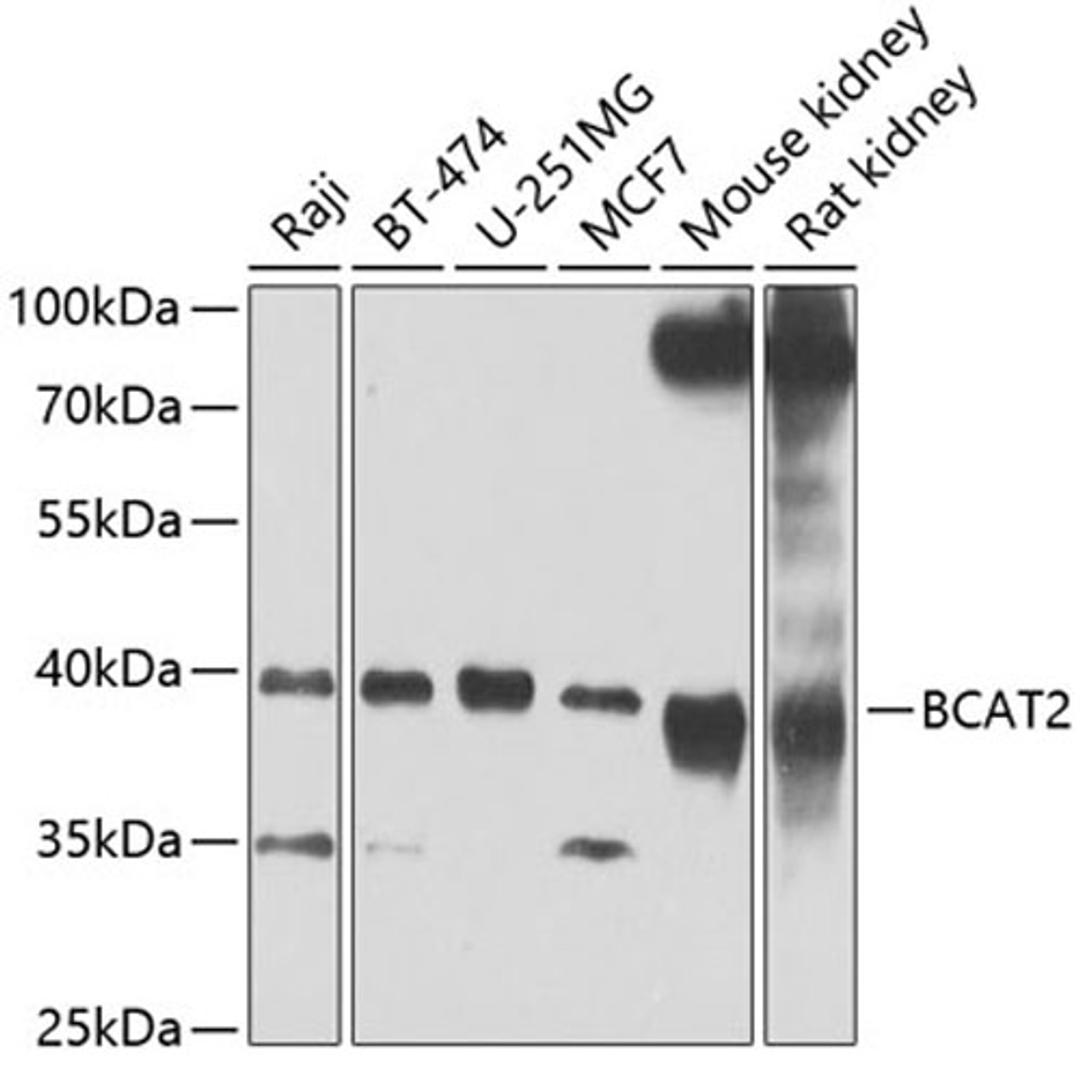 Western blot - BCAT2 Antibody (A7426)