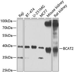 Western blot - BCAT2 Antibody (A7426)