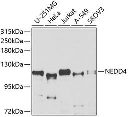 Western blot - NEDD4 antibody (A0552)