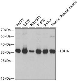 Western blot - LDHA antibody (A1146)